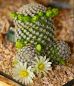 Preview: mammillaria-hernandezii-albiflora
